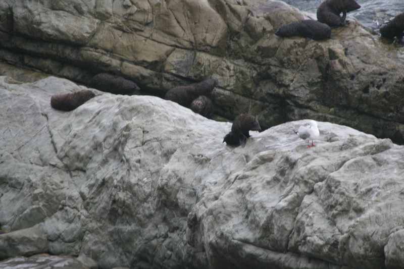 Nieuw-Zeeland 2011 - 1083